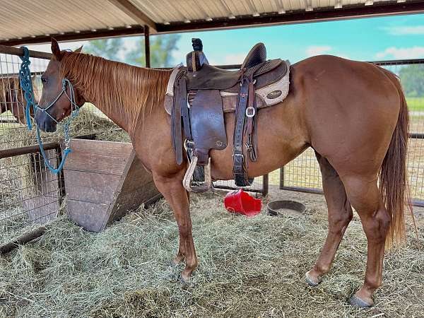 quarter-horse-for-sale