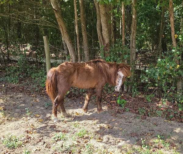 head-star-pony