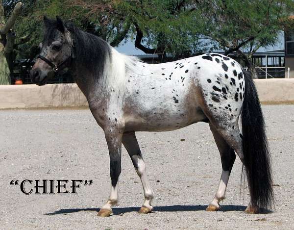 chief-appaloosa-horse