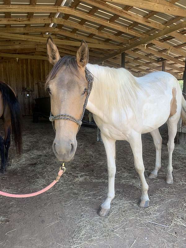 trail-ridin-crossbred-pony