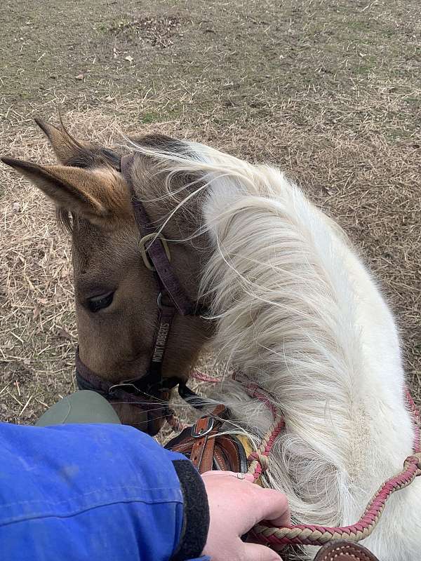 canter-crossbred-pony