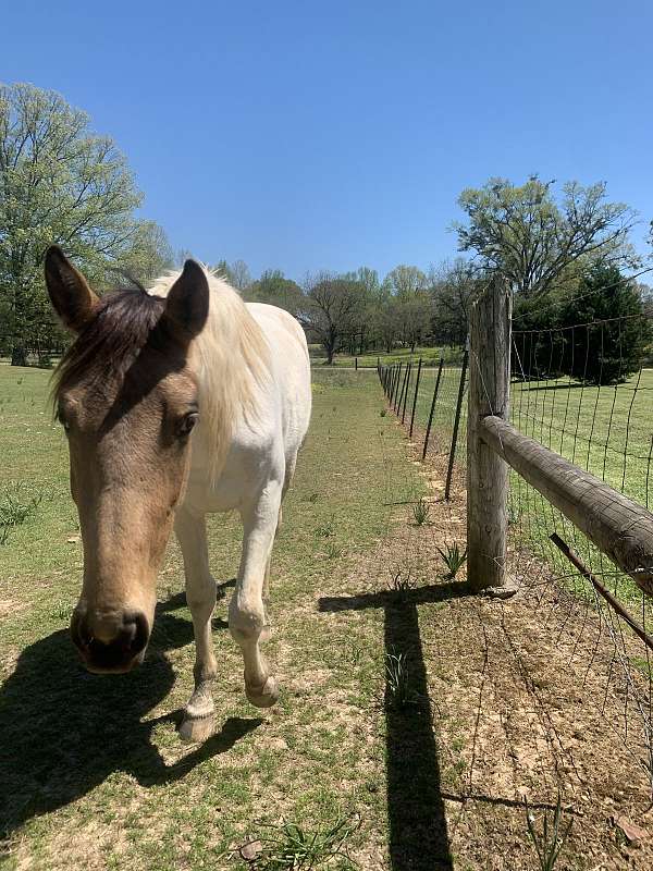 dead-broke-crossbred-pony