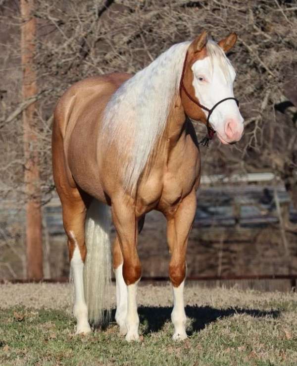 palomino-4-high-white-socks-horse