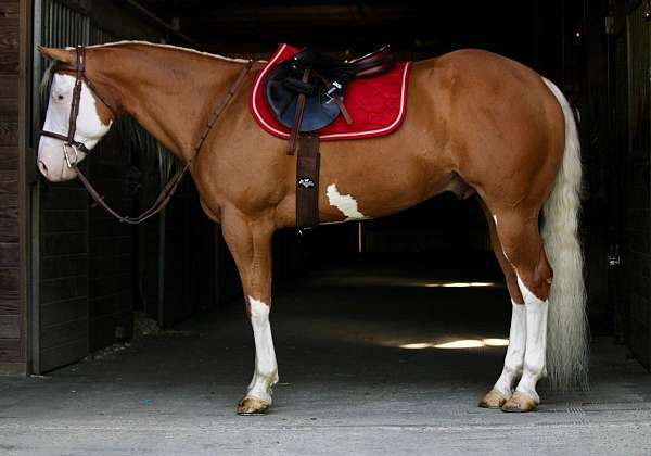 drop-dead-gorgeous-paint-horse