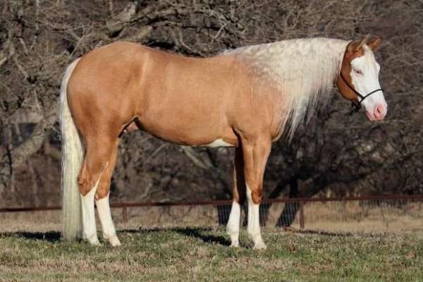 bald-face-horse