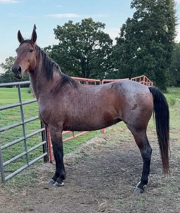 missouri-fox-trotter-mare