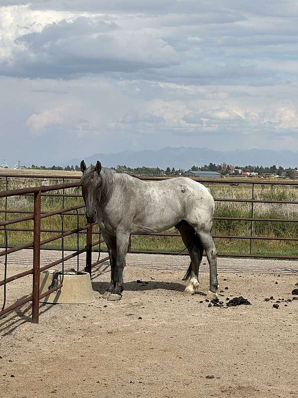 grulla-roan-draft-gelding