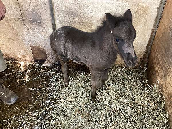 fast-moving-miniature-horse