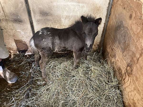 magnum-miniature-horse