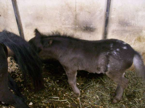 present-miniature-horse