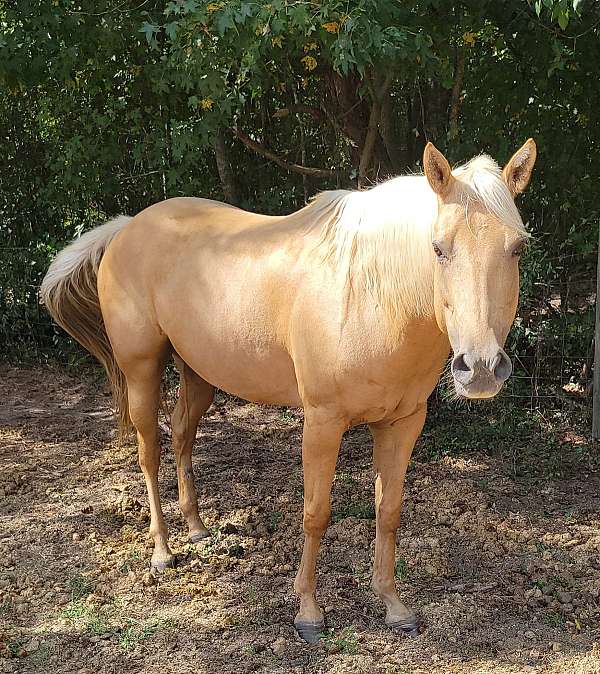 palomino-palomino-quarter-horse-broodmare