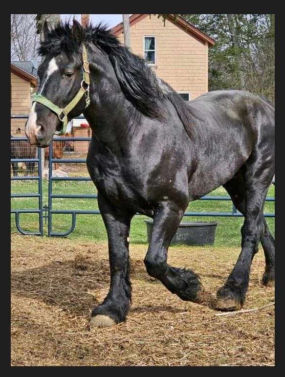 advance-percheron-horse