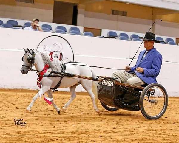 tobiano-horse