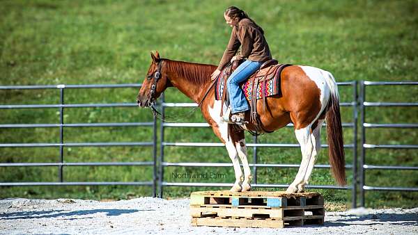 flashy-quarter-horse