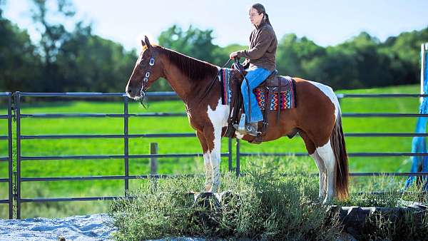 family-quarter-horse