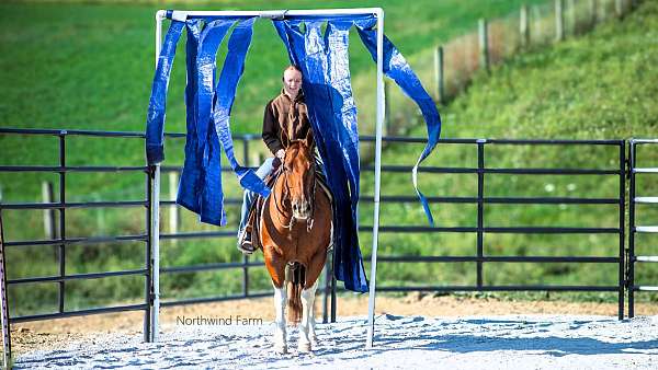 trail-quarter-horse