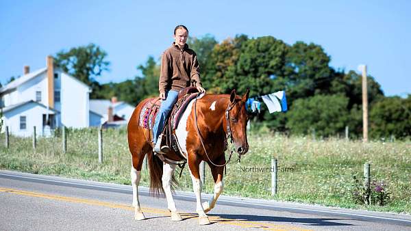 husband-safe-quarter-horse