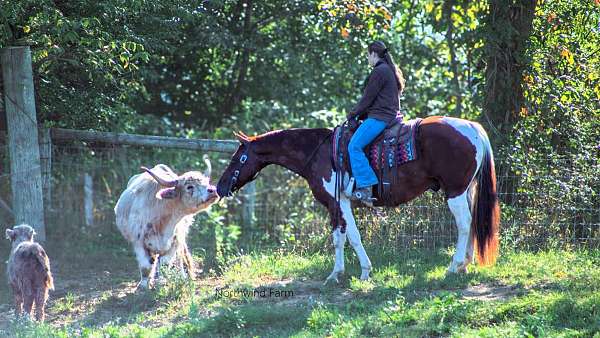 all-around-quarter-horse