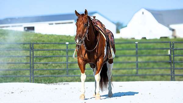 gentle-quarter-horse