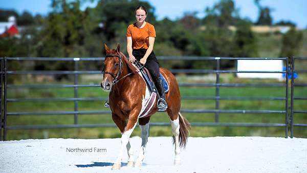 ranch-quarter-horse