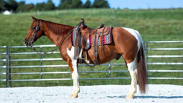 beginner-quarter-horse