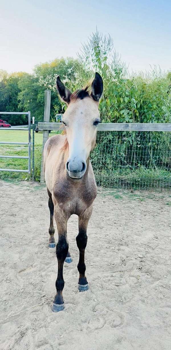 buckskin-partial-blaze-horse