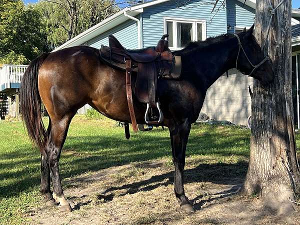 quarter-horse-filly