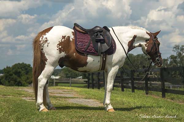 grade-pony-gelding