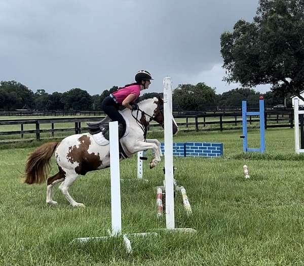 grade-pony-haflinger