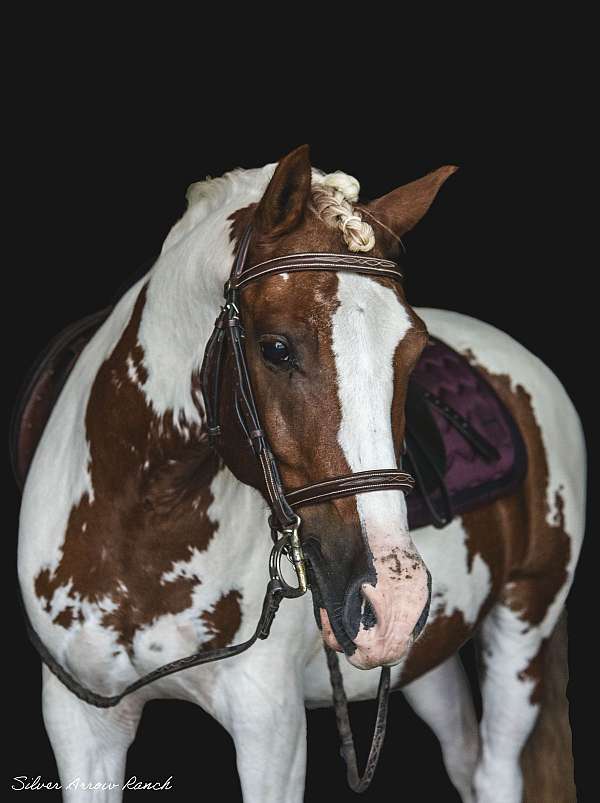 haflinger-haflinger-pony