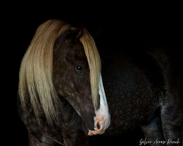 haflinger-haflinger-pony