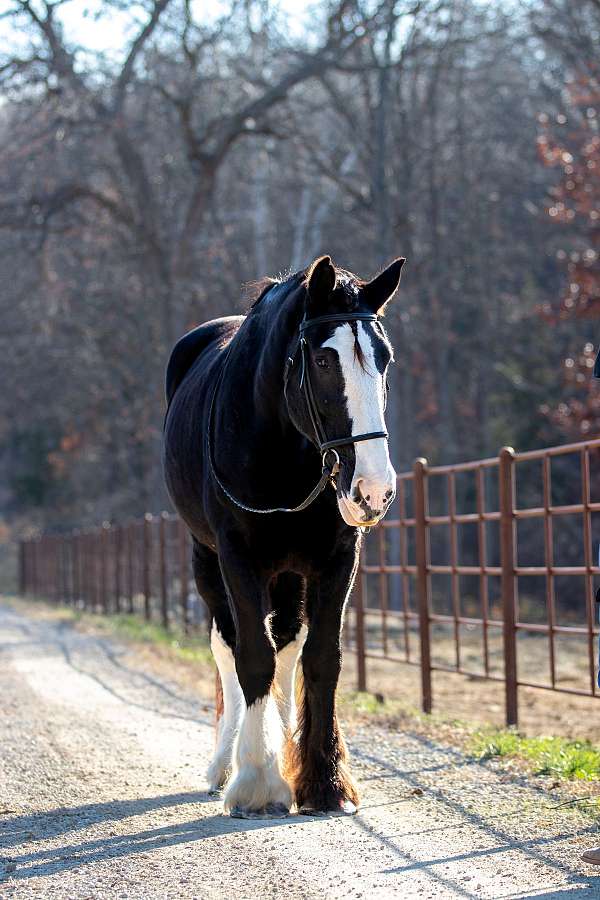 welsh-paint-pony