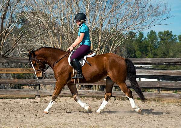 13-hand-chestnut-overo-pony