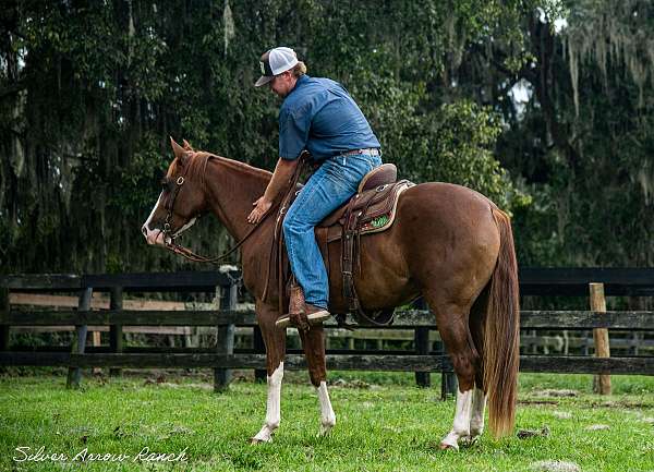 grade-pony-gelding