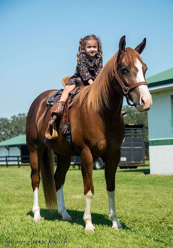 grade-pony-haflinger