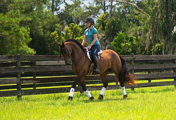 grade-pony-gelding