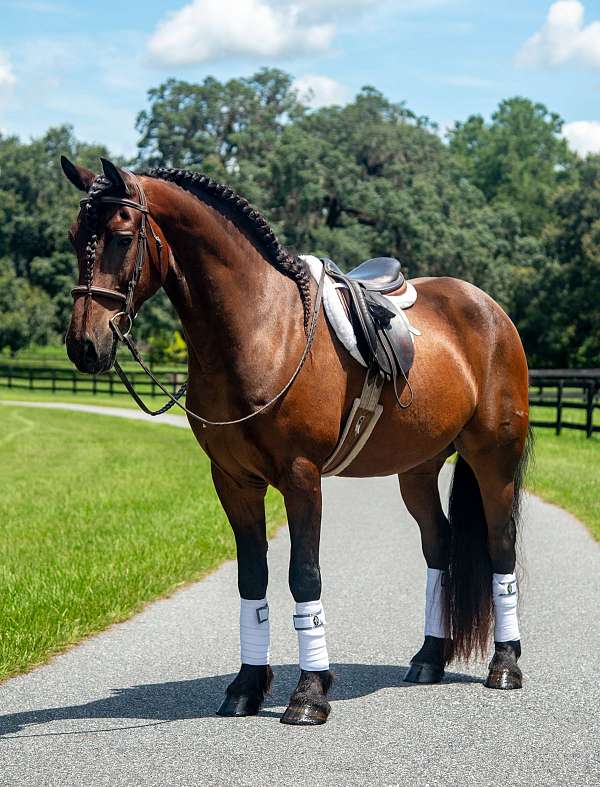 welsh-paint-pony