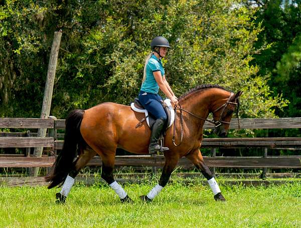 haflinger-haflinger-pony