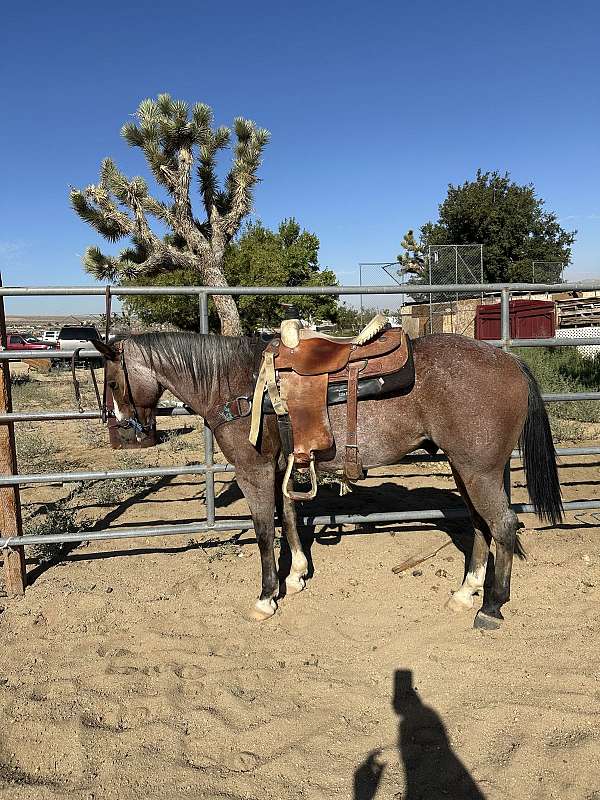 bay-roan-quarter-horse