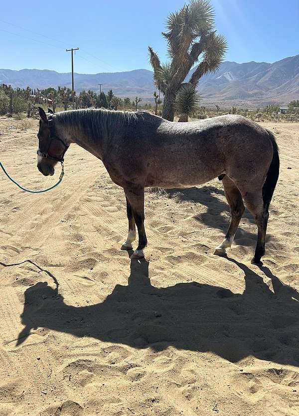 bay-roan-quarter-horse