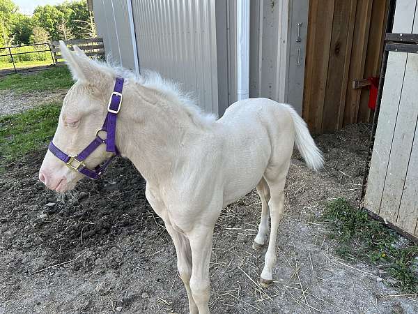 buckskin-cremello-filly-for-sale