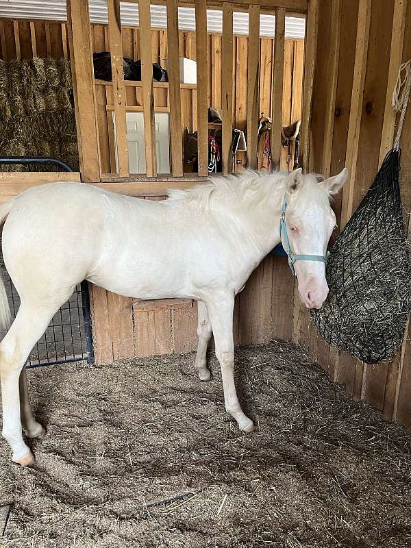 buckskin-cremello-twhbea-filly