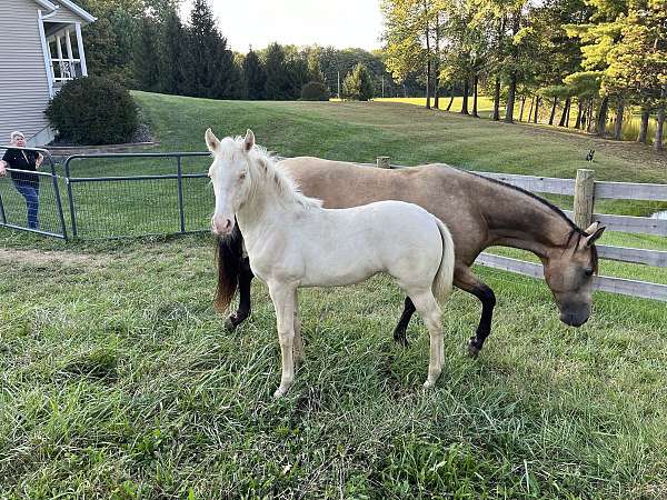 buckskin-cremello-twhbea-horse