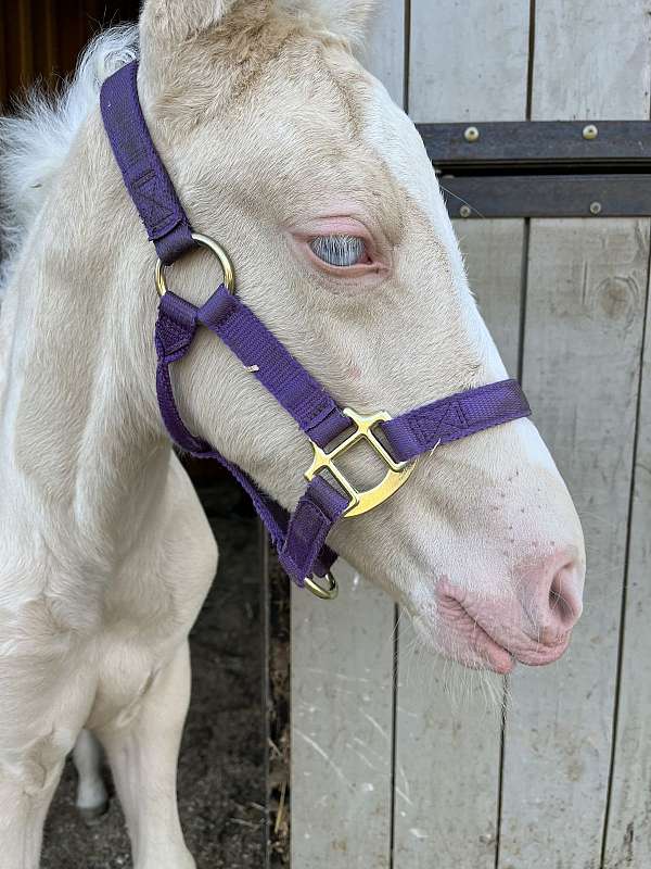 buckskin-cremello-filly