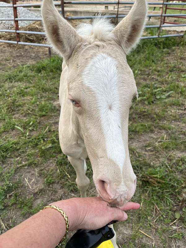 buckskin-cremello-horse-for-sale