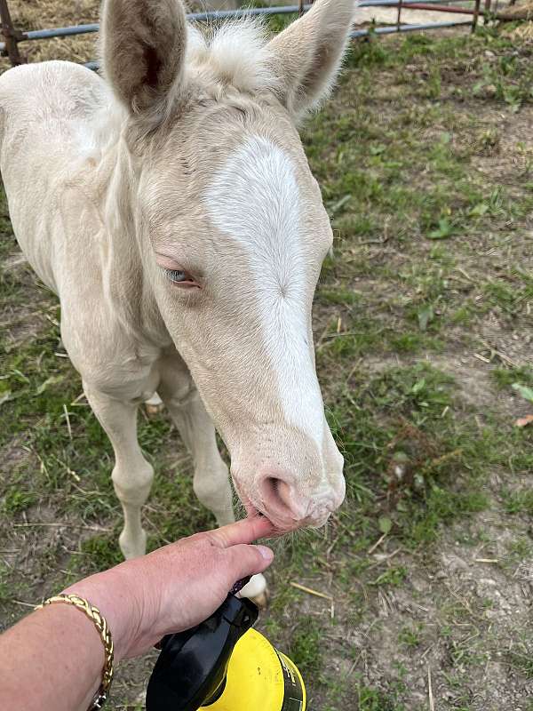 buckskin-cremello-horse