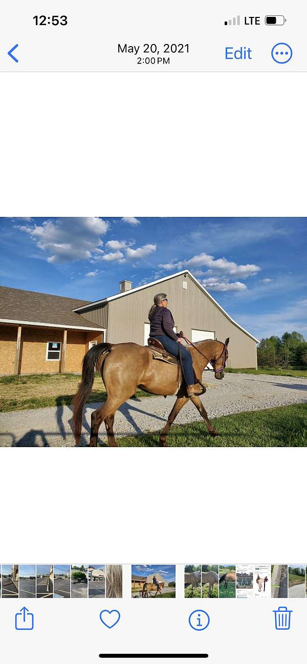 cremello-blazeoff-hind-sock-horse