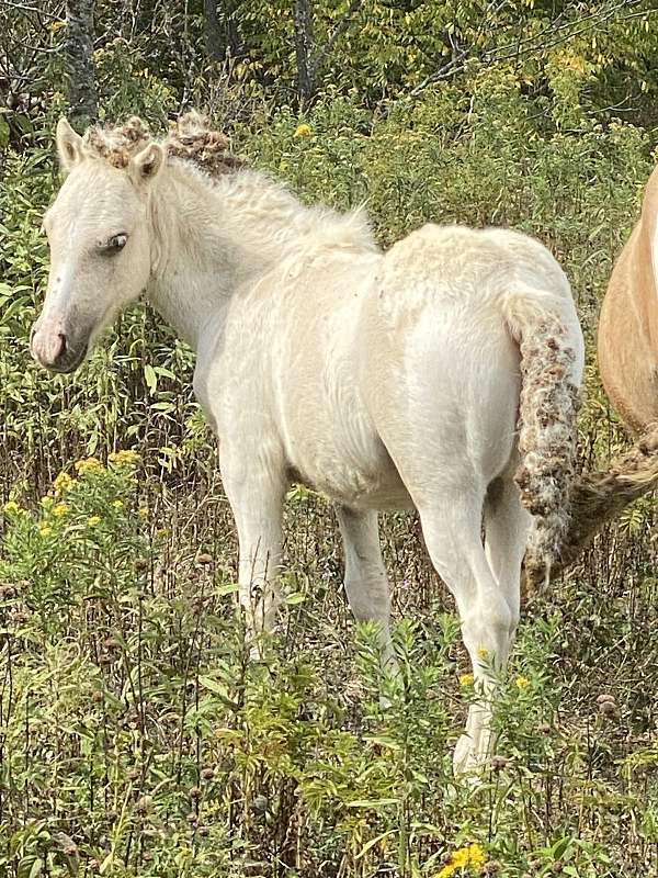 foundation-palomino-pinto-horse