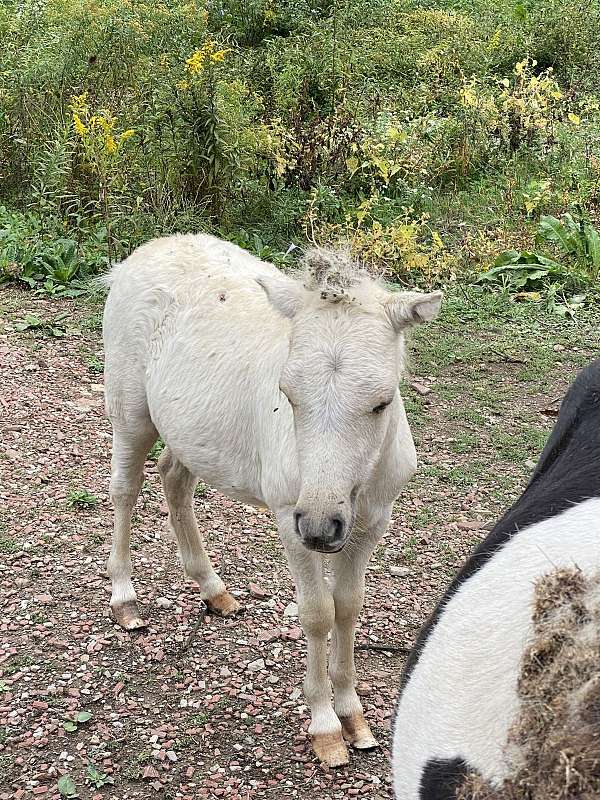 foundation-palomino-pinto-horse