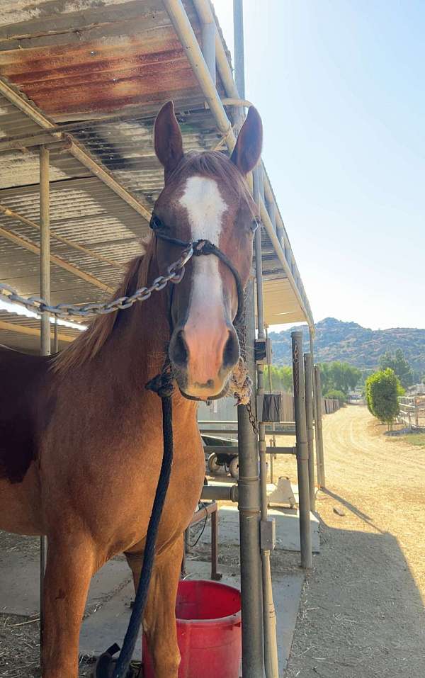 quarter-horse-gelding